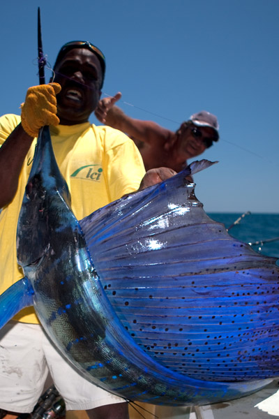 <p>
	Ce n&oelig;ud permet de relier un bas de ligne en fluorocarbone ou en nylon &agrave; de la tresse.</p>
<p>
	Nous vous le conseillons pour les tresses fines avec un fort bas de ligne ( donc difficile &agrave; nouer). Pour de plus gros diam&egrave;tres, nous privil&eacute;gierons d'autres n&oelig;uds (ex: Peixet)</p>
<p>
	Ce n&oelig;ud passe relativement bien dans les anneaux.</p>
