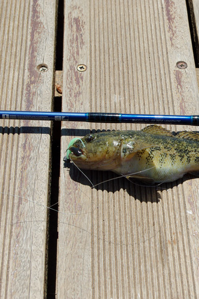 <p>
	Un des n&oelig;uds de base pour la p&ecirc;che.</p>
<p>
	M&ecirc;me si sa r&eacute;sistance lin&eacute;aire est moins importante qu'un Palomar ou un Pendu, sa simplicit&eacute; d'ex&eacute;cution en font un des n&oelig;uds les plus utilis&eacute; encore aujourd'hui.</p>
