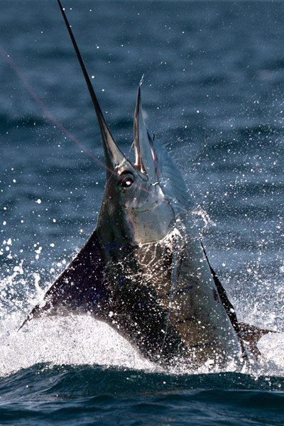 <p>
	Pour l'utilisation d'app&acirc;ts comme les vers fragiles, un hame&ccedil;on &agrave; palette est bien souvent indispensable.&nbsp;</p>
<p>
	Voici un n&oelig;ud facile &agrave; r&eacute;aliser quelle que soit la taille de l'hame&ccedil;on.</p>
