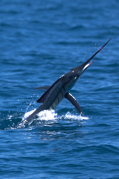 <p>
	Le n&oelig;ud Palomar (ou Palomar Knot en anglais) est un n&oelig;ud de p&ecirc;che d'une tr&egrave;s grande solidit&eacute; (95 % de la r&eacute;sistance de la ligne) pour attacher votre bas de ligne &agrave; tout &oelig;illet (&eacute;merillon, leurre, hame&ccedil;on &agrave; &oelig;illet).</p>
<p>
	Ce n&oelig;ud a le d&eacute;faut de cr&eacute;er un peu plus de "rejet" que d'autres n&oelig;uds apr&egrave;s la coupe (probl&egrave;me avec des mat&eacute;riaux on&eacute;reux comme le fluorocarbone) De plus le passage de la ligne doubl&eacute;e dans l'&oelig;illet n'est pas toujours possible dans le cas de bas de ligne trop &eacute;pais.</p>
<p>
	* A noter: Il est possible d'utiliser ce n&oelig;ud en drop shot pour attacher directement un hame&ccedil;on sur un corps de ligne.</p>
