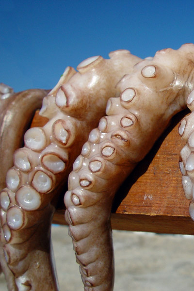 <p>
	Le 'drooper loop' ou n&oelig;ud tataki&nbsp;est parfait pour relier un hame&ccedil;on, un teaser ou leurre directement sur le bas de ligne. Pour un leurre en teaser ou un hame&ccedil;on (drop shot), il faudra serrer le n&oelig;ud au plus pr&eacute;s de l'&oelig;illet afin d'avoir une certaine "rigidit&eacute;" dans la tenue. Dans le cas de son utilisation en tataki, nous vous conseillons au contraire de laisser une petite boucle devant l'&oelig;illet afin de laisser un maximum de libert&eacute; &agrave; la turlutte.</p>
<p>
	&nbsp;</p>
<p>
	* Les spires ont une grande utilit&eacute; dans ce n&oelig;ud car elles rigidifient le fil d'un cot&eacute; et de l'autre, accentuant le tenue perpendiculaire de la boucle. Plus celle-ci sera courte, et plus elle sera rigide.</p>
