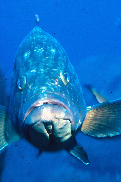 Voici une présentation de nœuds permettant de raccorder à votre ligne (ou bas de ligne) un hameçon à œillet, une agrafe ou un leurre.